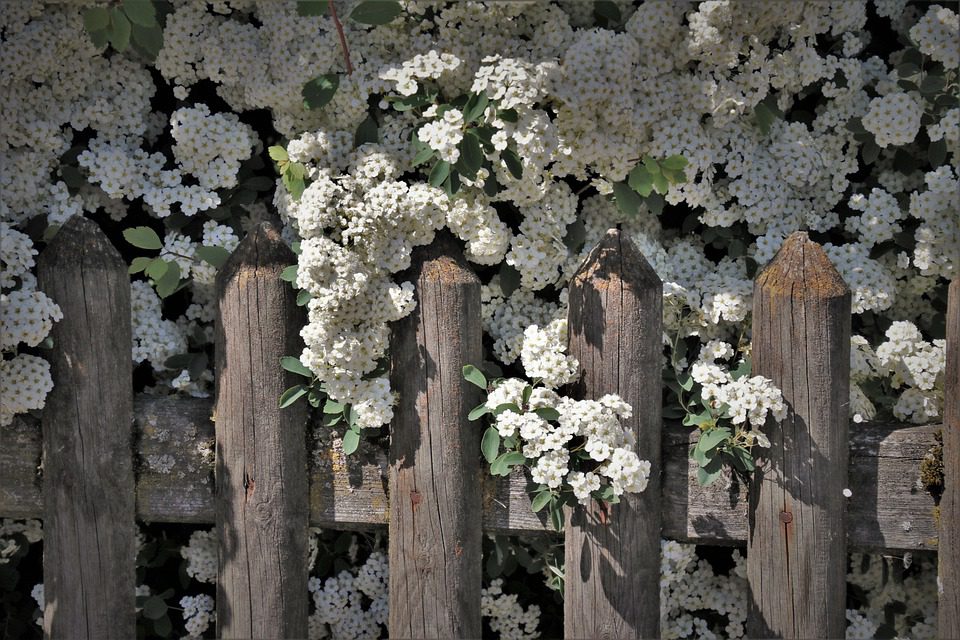 flowers and fencing