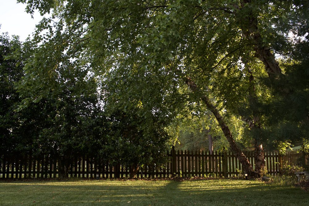 trees and fencing